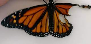 Se Puede Reparar El Ala De Una Mariposa Herida