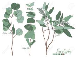 Silver dollar gum is an evergreen tree with an upright spreading habit of growth. Eucalyptus Seeded Silver Dollar Baby Blue Tree Leaves Art Designer Royalty Free Cliparts Vectors And Stock Illustration Image 139672867