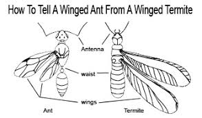 identify termites identify subterranean and drywood termites