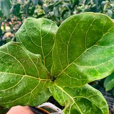 Image result for F kus Ficus