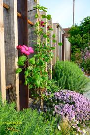 Verspielte Sichtschutzwand Playful Screening Wall Naturgarten Clematis Seifenkraut