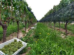 Image result for Sorindeia winkleri