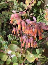 Image result for Kalanchoe fedtschenkoi