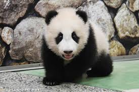 Definition of なんだ, meaning of なんだ in japanese: ç™½æµœ ã‚¢ãƒ‰ãƒ™ãƒ³ãƒãƒ£ãƒ¼ãƒ¯ãƒ¼ãƒ«ãƒ‰ 7é ­ã®ãƒ'ãƒ³ãƒ€å®¶æ—ãŒã„ã‚‹å‹•ç‰©åœ'ã‚„æ°´æ—é¤¨ å'Œæ­Œå±±æ—…è¡Œã«å¿…è¦‹ã®ã‚¢ã‚¯ã‚»ã‚¹æ–¹æ³•ã‚‚ ãƒ•ã‚¡ãƒƒã‚·ãƒ§ãƒ³ãƒ—ãƒ¬ã‚¹