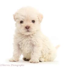 Its weight should increase by five to ten percent per day, and its birth weight should triple after three weeks. Dog Golden Labradoodle Runt Puppy Photo Wp44285