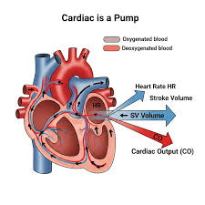 Image result for Cardiac Output