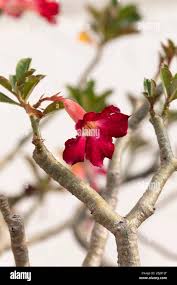 Image result for Adenium multiflorum