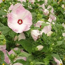 We did not find results for: Hibiscus Moscheutos Swamp Mallow Wildflower Seeds