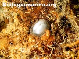 Image result for Galeomma