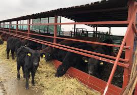 Maybe you would like to learn more about one of these? Povestiangusdesucces Informare CorectÄ Management UÈor Incredere Karpaten Meat Group