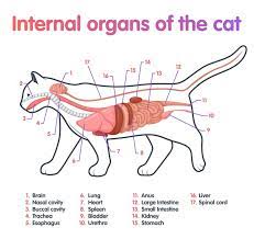 Feline Anatomy Anatomy Drawing Diagram
