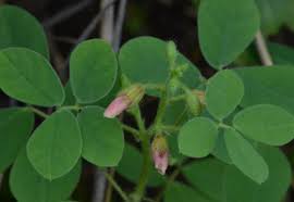 Image result for Chamaecrista absus