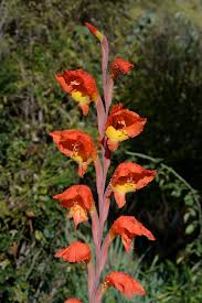 Image result for Gladiolus dalenii