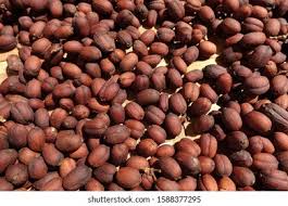 Image result for Dialium schlechteri