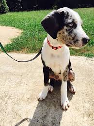 Black And Tan Catahoula Toot Bred From My Zeus And Arti Dog Zeus Is My Black And Tan And Arti Is A Darkish Color Dogs Breeds Black And Tan