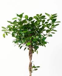 We did not find results for: Ficus 101 How To Care For Ficuses Bloomscape