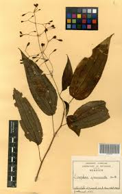 Image result for Dinophora spenneroides