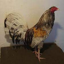 Handmade, work very well metal material, durable, easy to clean. 19 Brass Back Ideas Game Fowl Chicken Breeds Rooster Breeds