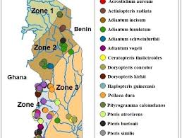 Image result for Pteris atrovirens