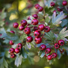 Image result for Hawthorn