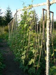 The four basic steps are: Pea Plant Support Tips For Staking Peas In The Garden