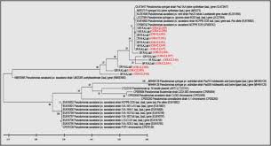 Image result for pseudomonas savastanoi pv nerii oleander symptoms