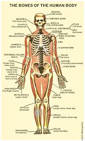Resultado de imagen para cuerpo humano