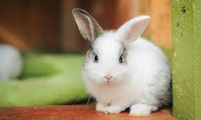 Is a rabbit the right pet for you? | The Humane Society of the ...