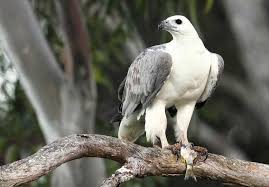 Gambar burung hitam putih keren. Download Suara Burung Elang Bondol Terbang Mp3 Harga