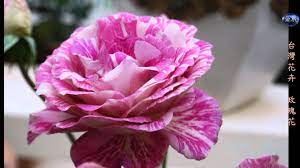 台灣花卉之美 玫瑰花 rose four seasons rose spring time