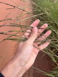 Image result for Urochloa brizantha