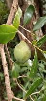 Image result for Warburgia ugandensis
