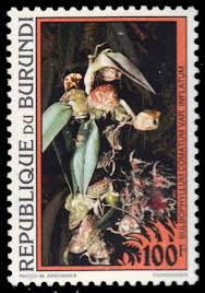 Image result for Bulbophyllum comatum