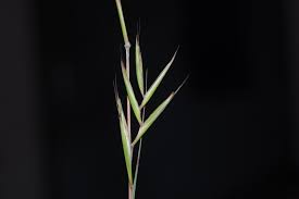 Image result for Cymbopogon caesius