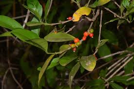 Image result for Tricalysia pallens