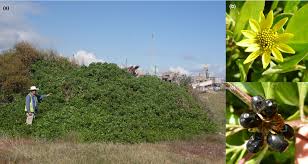 Image result for Chrysanthemoides monilifera