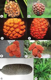 Image result for Pandanus sp. A