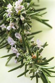 It grows wild in italy, greece and other countries in the region. Sprig Of Rosemary With Flowers Organic Selective Focus Stock Photo 151948058