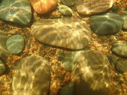 Image result for Oreophyton