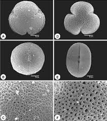 Image result for Phylohydrax