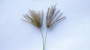 Image result for Chloris virgata