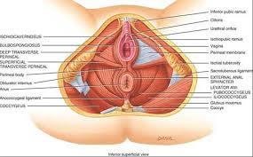 Attached to the pelvis are muscles of the buttocks, the lower back, and the thighs. Everything About The Core And Pelvic Floor Muscles