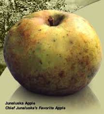 Apple Search The Search For Lost Heritage Apples In 2020 Apple Tree Apple Varieties Apple