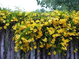 Evergreens are versatile plants that retain their leaves and add color to the landscape year round. Catclaw Vine Can Take The Hot Afternoon Sun And Should Keep Leaves In Zone 9 11 In Winter That S A Plus Flowering Vines Climbing Plants Trees To Plant