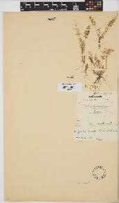 Image result for Eragrostis chapelieri