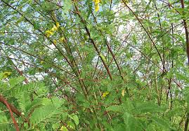 Image result for Sesbania tetraptera