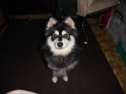 The kittens were killed and the person who allegedly did it is luka rocco magnotta (born eric clinton kirk newman; My Dog Died I Can T Get Over It I Don T Think I Wanna Live Anymore Loss Of A Pet Grieving Com Help For Coping With Loss Types Child Mother Father Wife