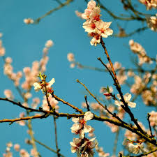 Plus, you can access your design anytime on your computer, ipad and iphone. Spring Ipad Wallpaper Posted By John Sellers