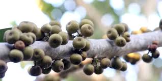 Image result for Ficus bubu