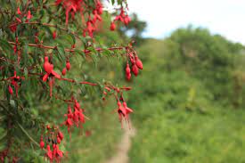 Wildflowers Of Ireland Fuchsia Flower Fuchsia Flowers Wild Flowers